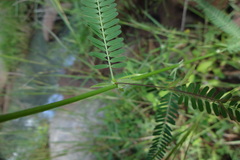 Aeschynomene aspera